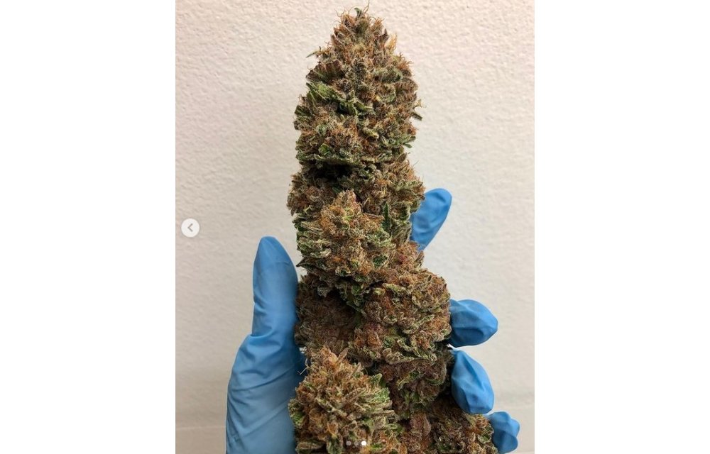 Jilly Bean Black Cherry Reg 5 pk
