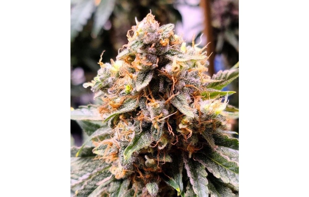 Jilly Bean Black Cherry Reg 5 pk