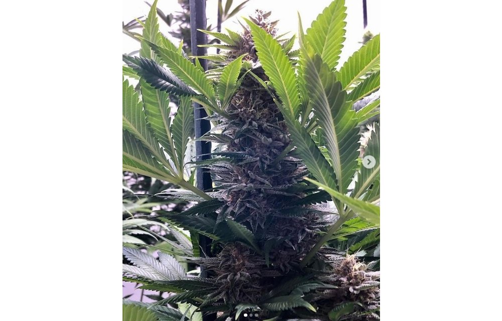 Jilly Bean Black Cherry Reg 5 pk