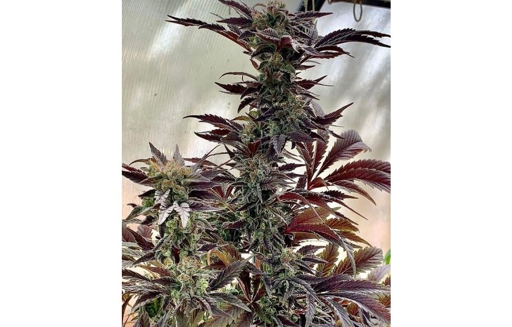 Querkle Reg 5 pk
