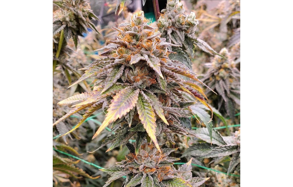 Hot Tropic Reg 15 pk