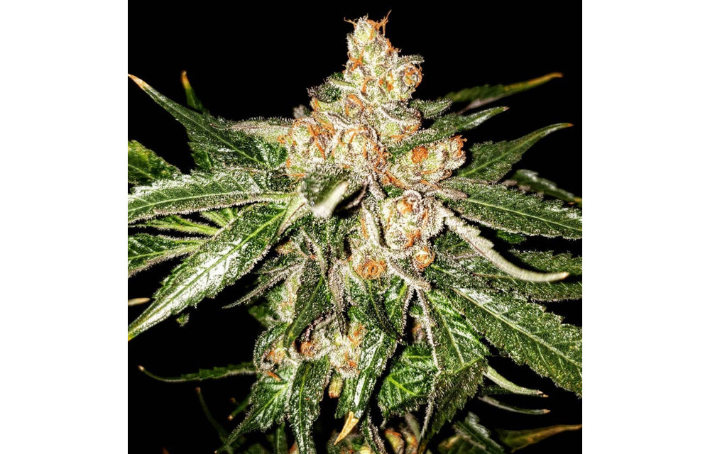 Island G Reg 15 pk