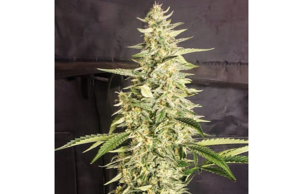 Inzane Auto Fem 10 pk