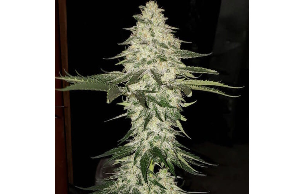 Planet of the Grapes Auto Fem 10 pk