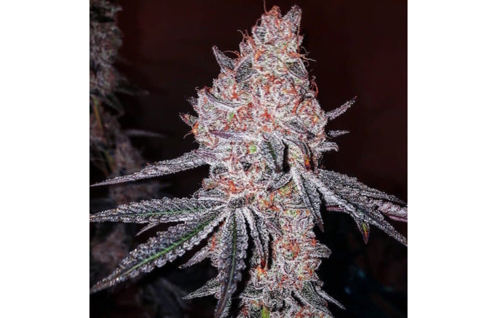 Strawberry OG Cookies R1 Fem 10 pk
