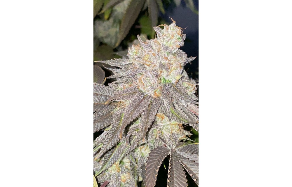 Donatello Kush F3 V2 Reg 10 pk