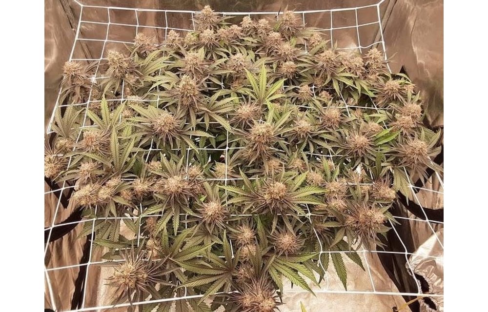 Kush Cane Reg 10 pk