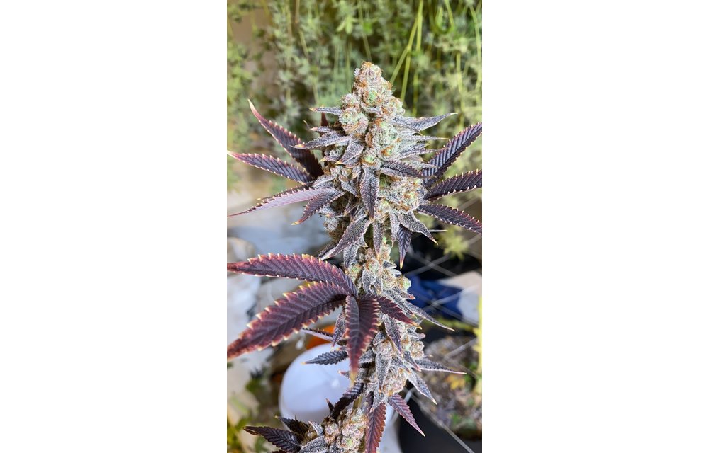 Kush Cane Reg 10 pk