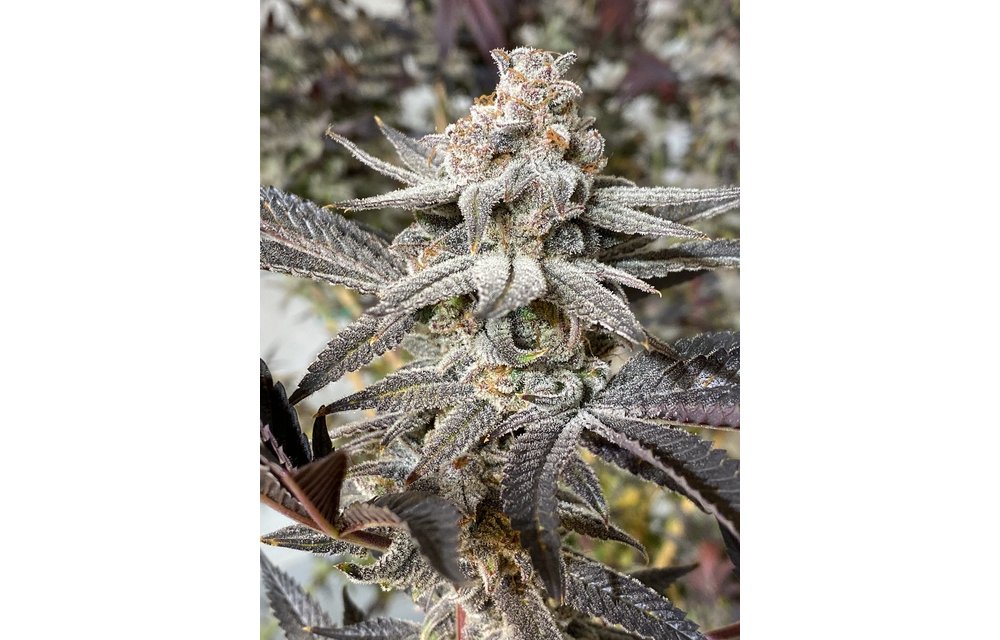 Kush Queen Reg 10 pk