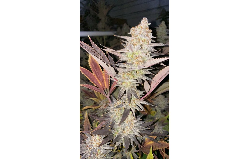 Tropical Blizzard Reg 10 pk
