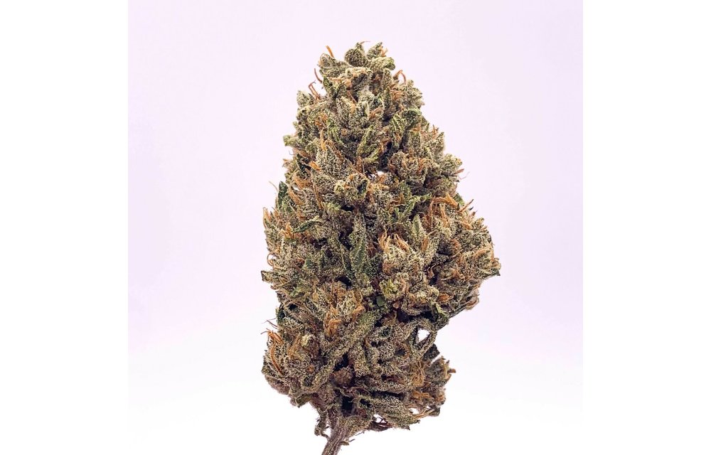 CBGenius Auto Fem 10 pk