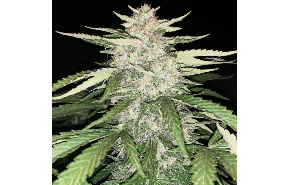 CBGenius Auto Fem 10 pk