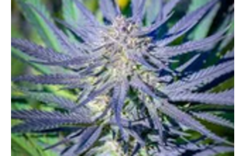 CBD BlueGenius Auto Fem 10 pk