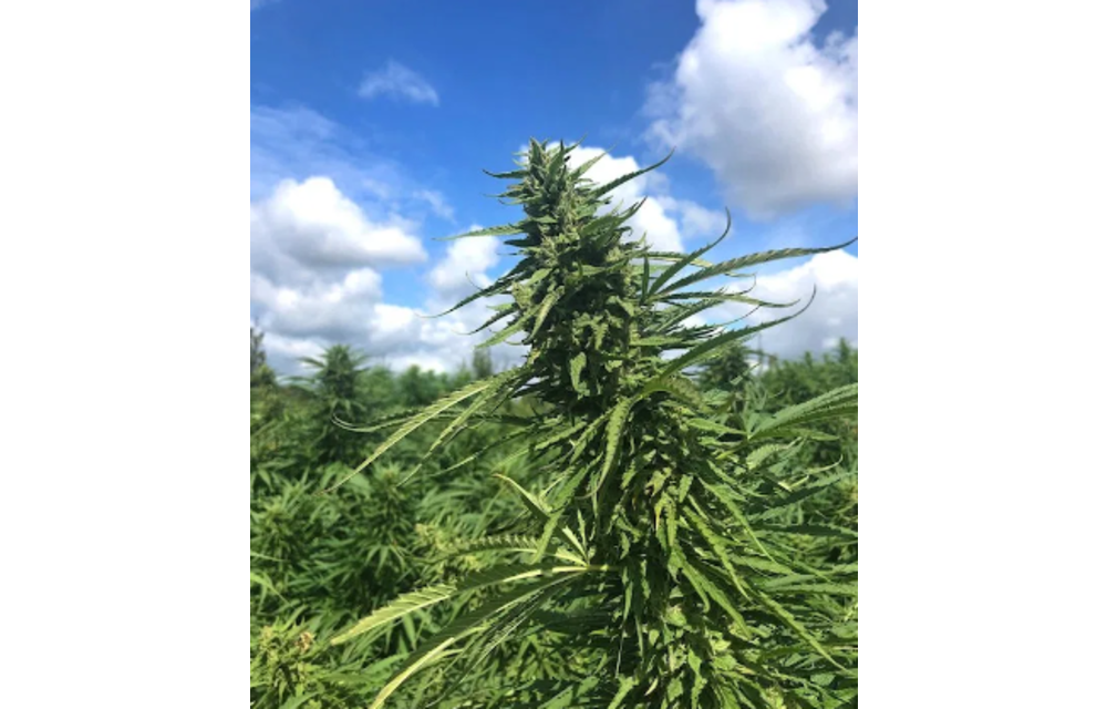 CBD BlueGenius Auto Fem 10 pk