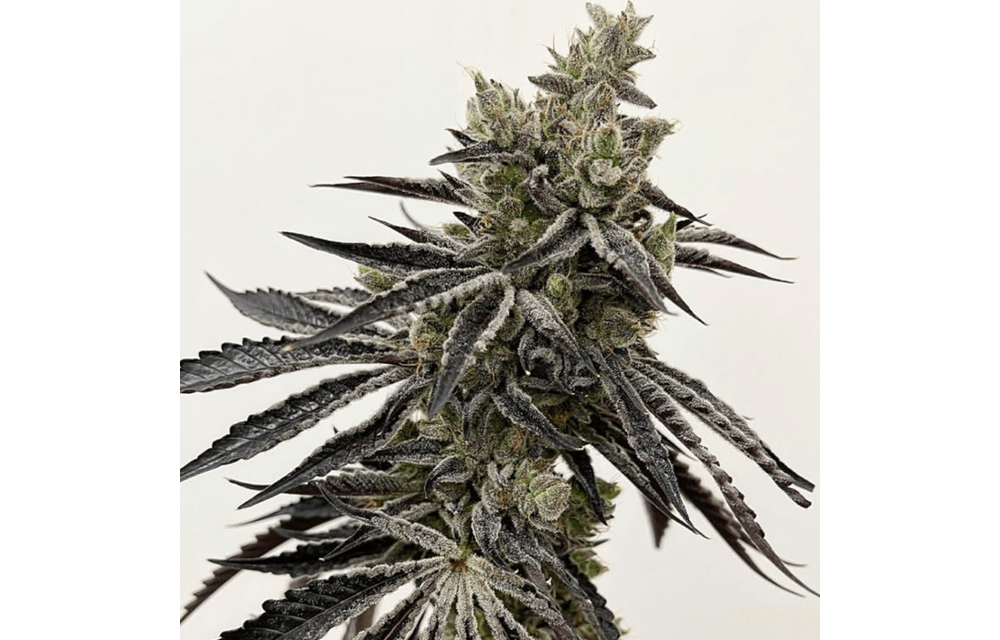 Roll Ups Fem 6 pk