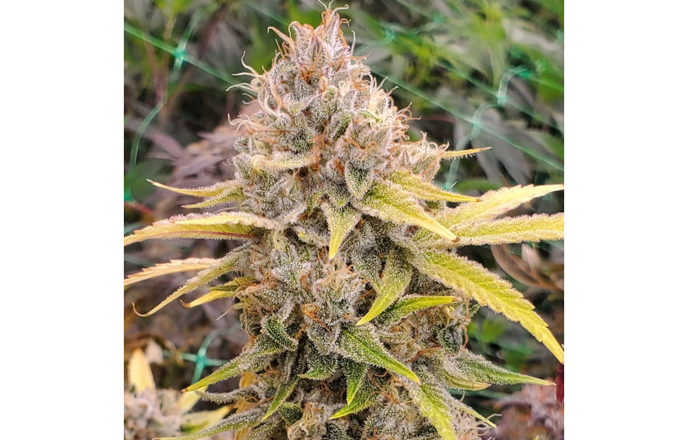 Chem T Haze Reg 15 pk