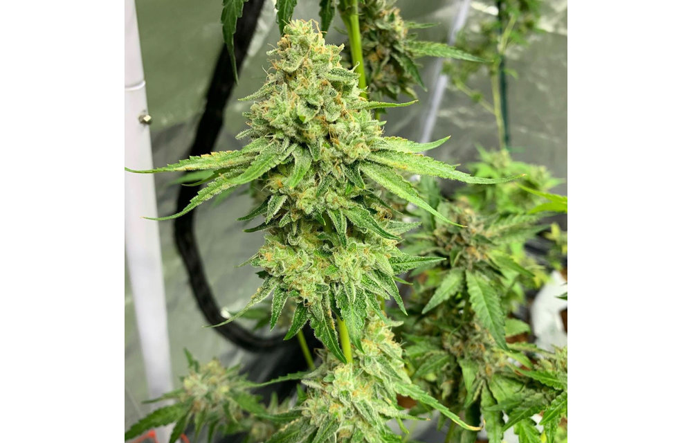 Strawberry Diesel Cookies Reg 15 pk