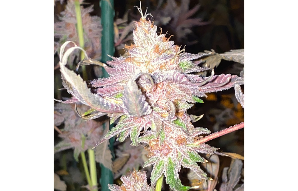 Tropicandy Reg 15 pk