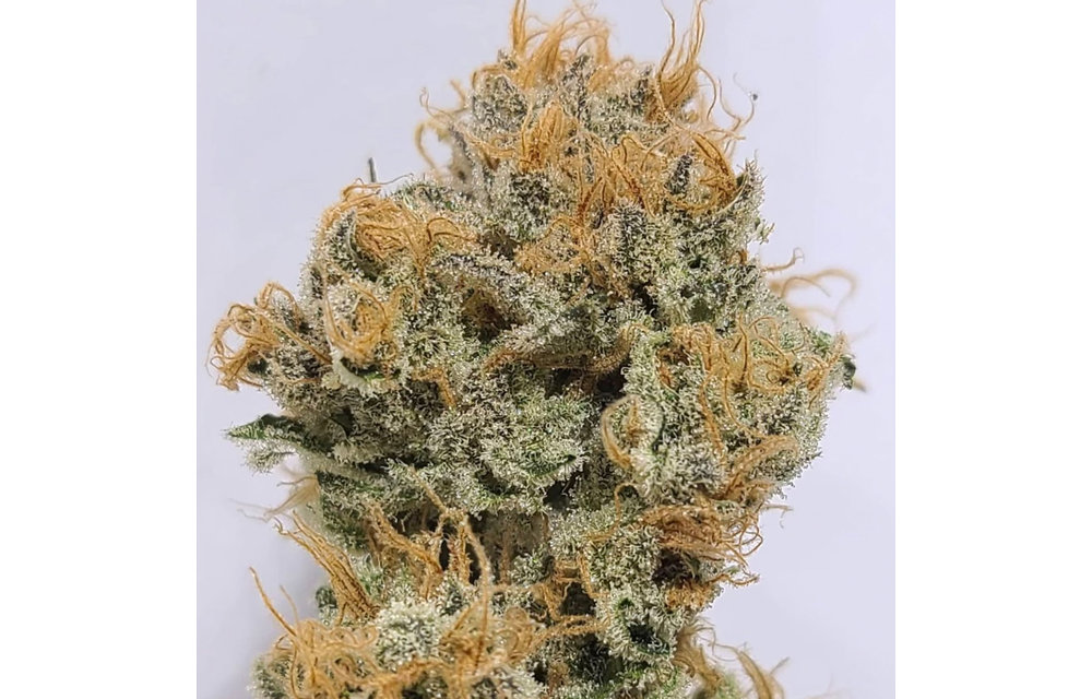 Honey Bunny Reg 15 pk