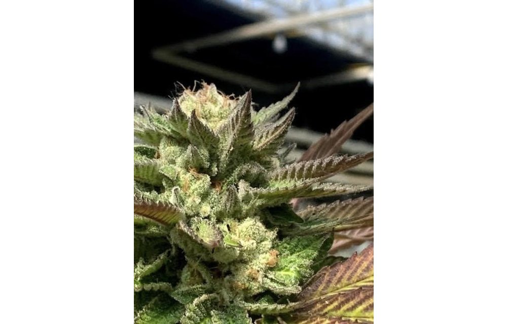 Papaya Bars Fem 6 pk
