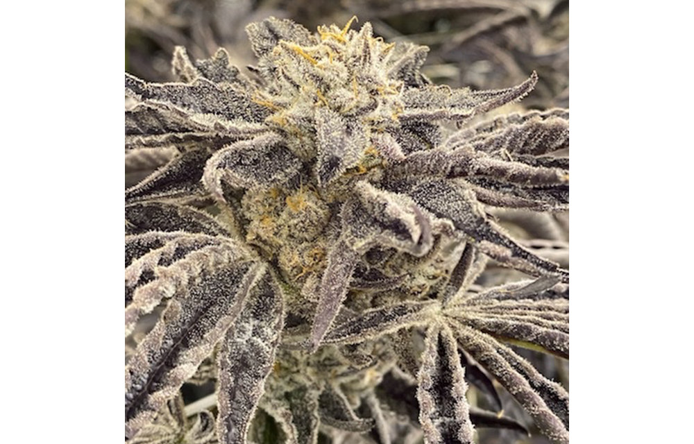 Papaya Biscuits Fem 6 pk