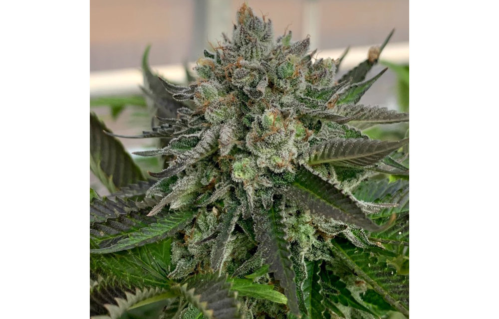 Papaya Colada Fem 6 pk