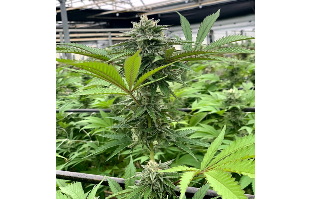 Papaya Nectar Fem 6 pk