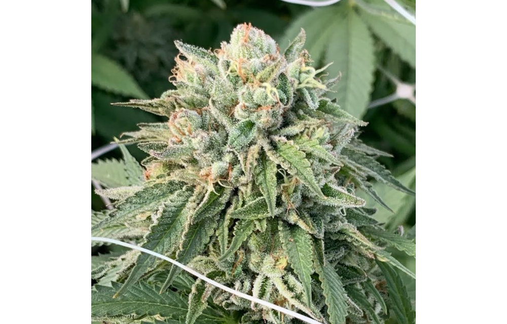 Papaya Stomper Fem 6 pk