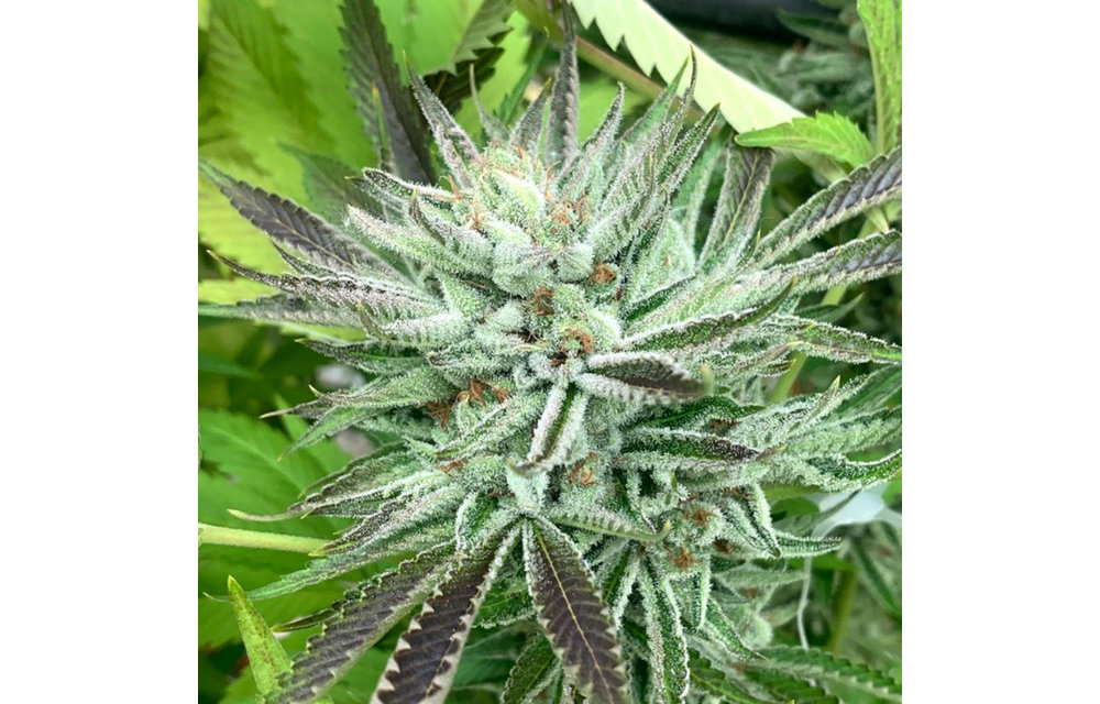Papayruntz Fem 6 pk