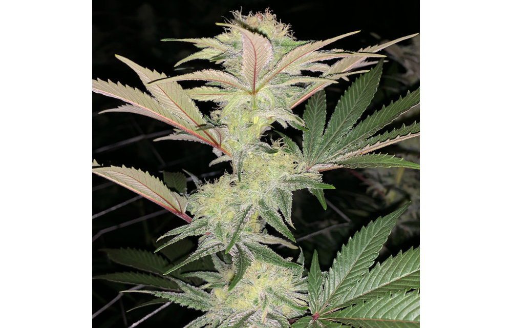 Akuma Kush Reg 15 pk