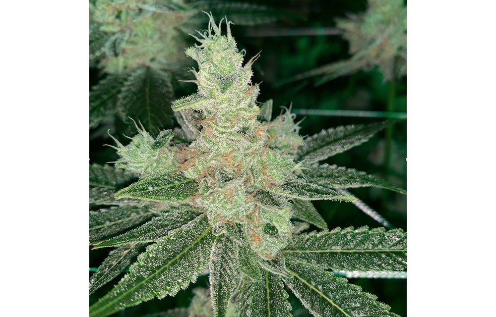 Hot Stuff Reg 15 pk