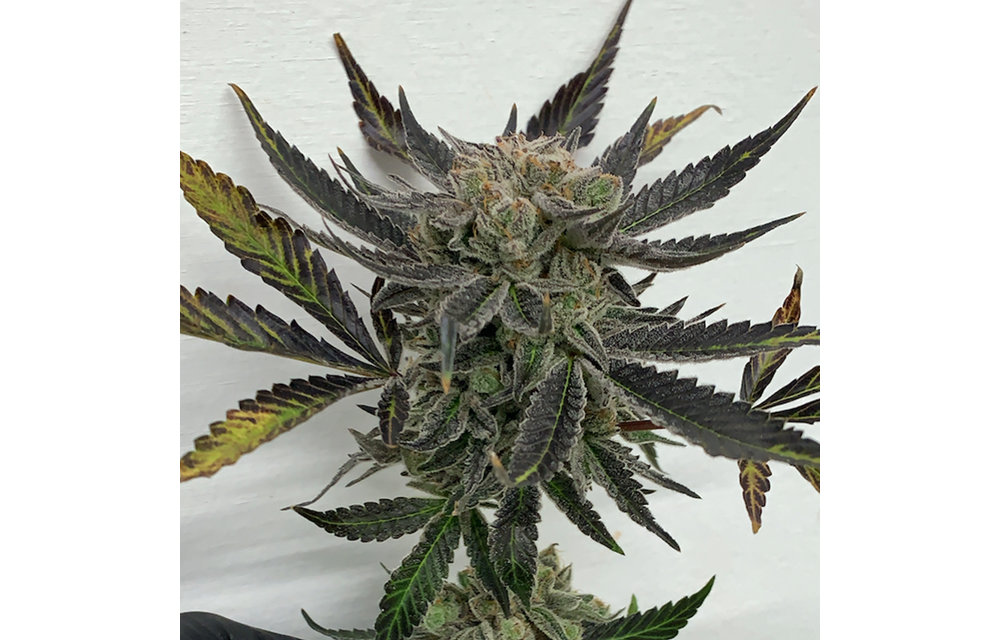 Sakura Reg 15 pk