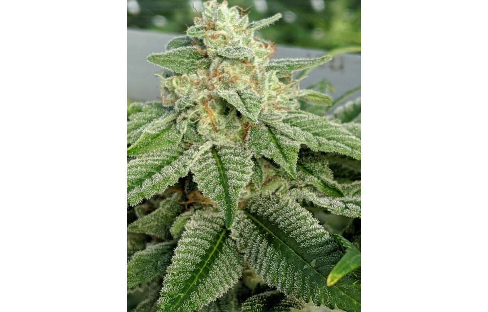 Snow-G Fem 6 pk
