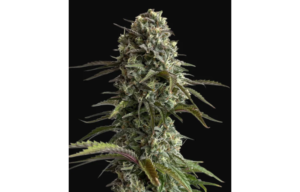 Original Auto Skunk Fem 5 pk