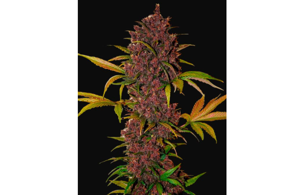 LSD-25 Auto Fem 5 pk