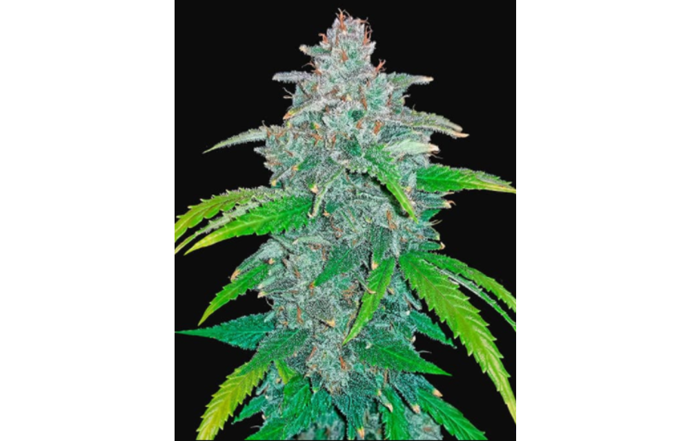 Blue Dream'matic Auto Fem 5 pk