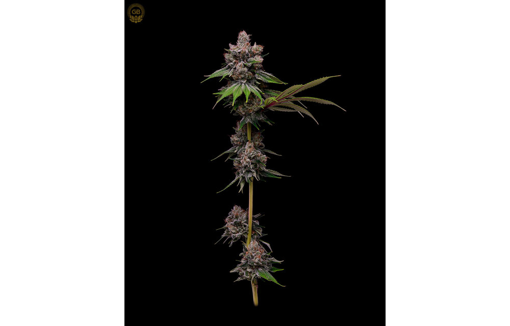Golden Pineapple x Hazy Kush Fem 11 pk