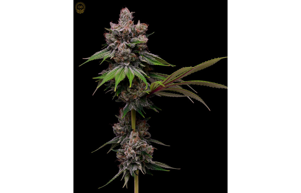 Golden Pineapple x Hazy Kush Fem 11 pk