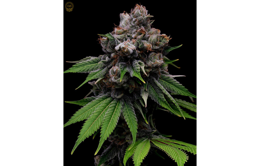 Golden Pineapple x Hazy Kush Fem 11 pk