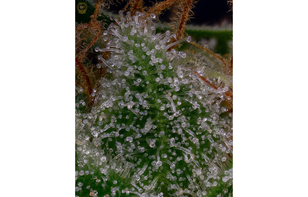 Golden Pineapple x Hazy Kush Fem 11 pk