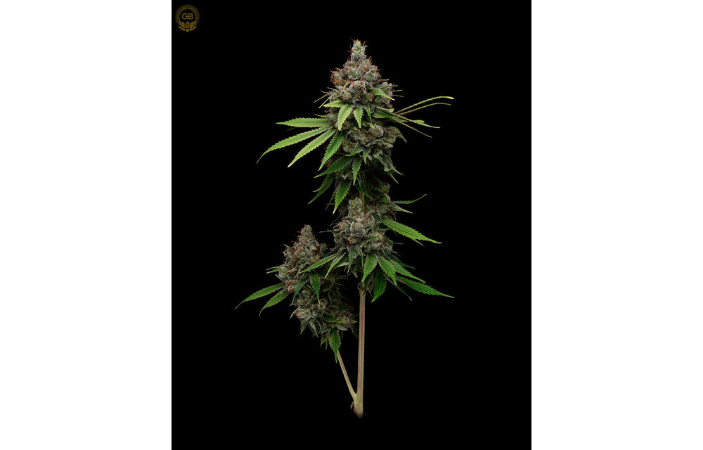 Guava/Fig x Hazy Kush (Guava Slushy) Fem 11 pk