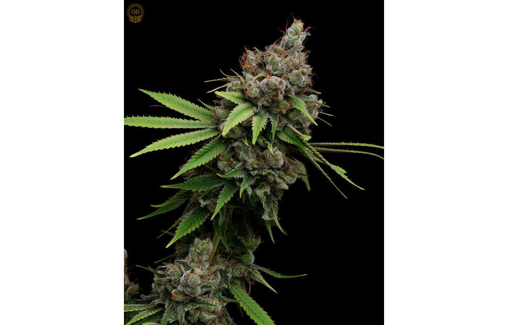 Guava/Fig x Hazy Kush (Guava Slushy) Fem 11 pk