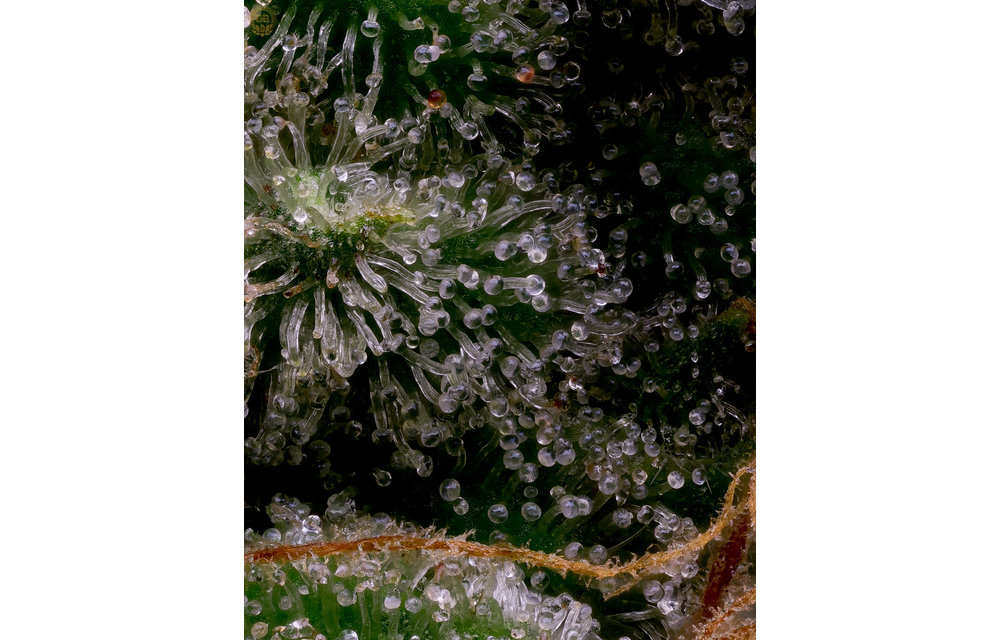 Guava/Fig x Hazy Kush (Guava Slushy) Fem 11 pk