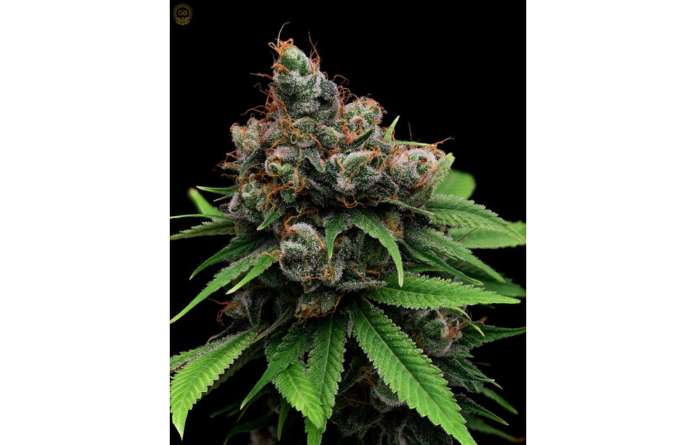 Guava/Fig x Hazy Kush (Guava Slushy) Fem 11 pk