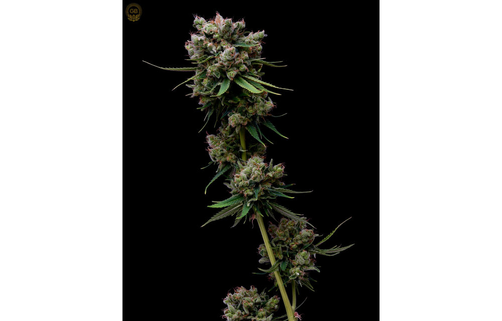 Hazy Kush x Hazy Kush Fem 11 pk