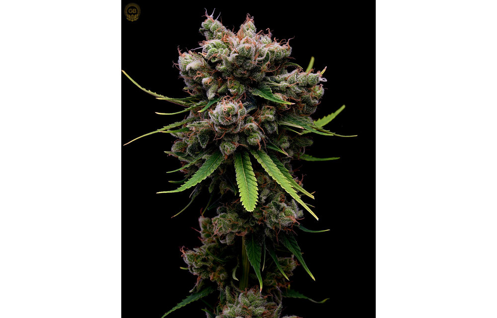 Hazy Kush x Hazy Kush Fem 11 pk