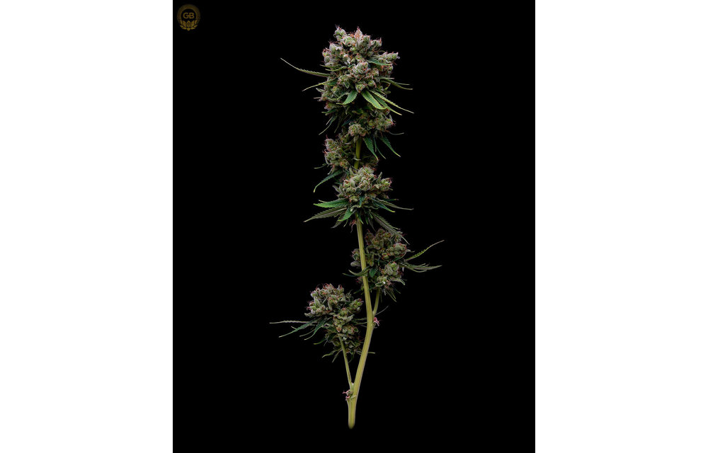 Hazy Kush x Hazy Kush Fem 11 pk