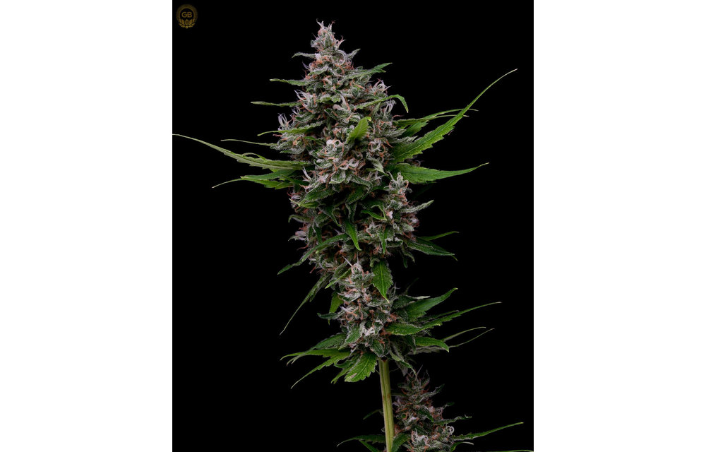 Laotian Land Race x Hazy Kush Fem 11 pk