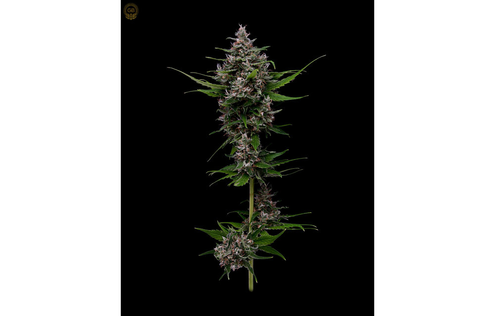 Laotian Land Race x Hazy Kush Fem 11 pk