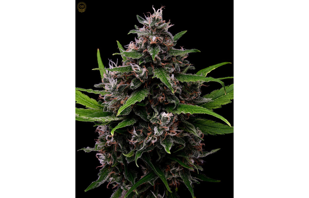 Laotian Land Race x Hazy Kush Fem 11 pk